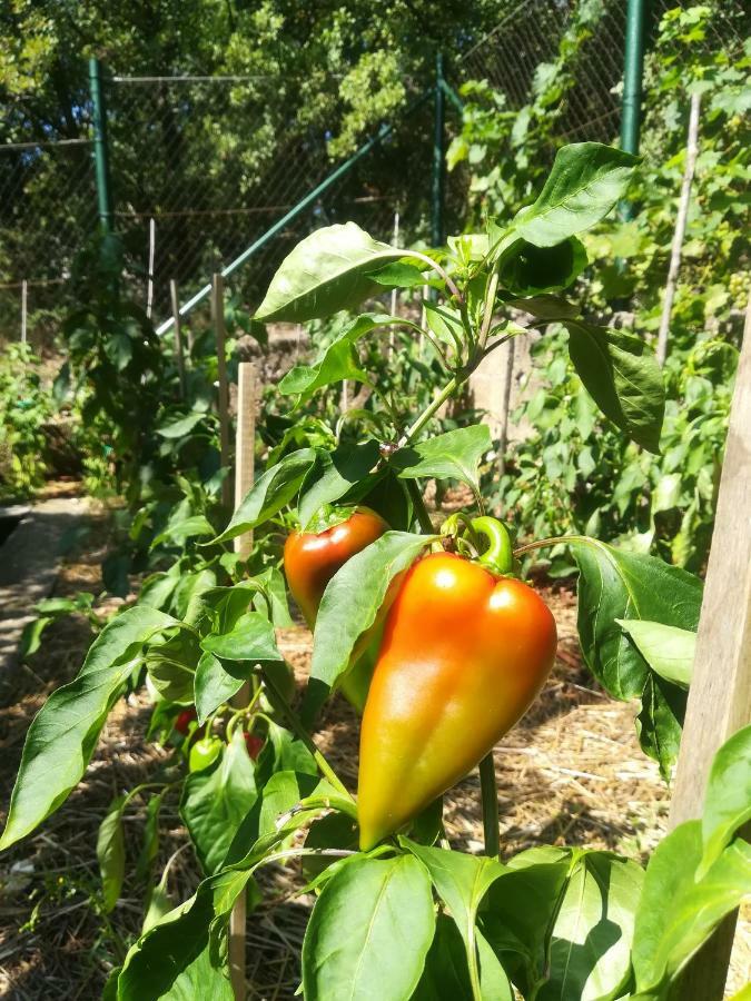 Organic Gardens Villa Crikvenica Exterior photo